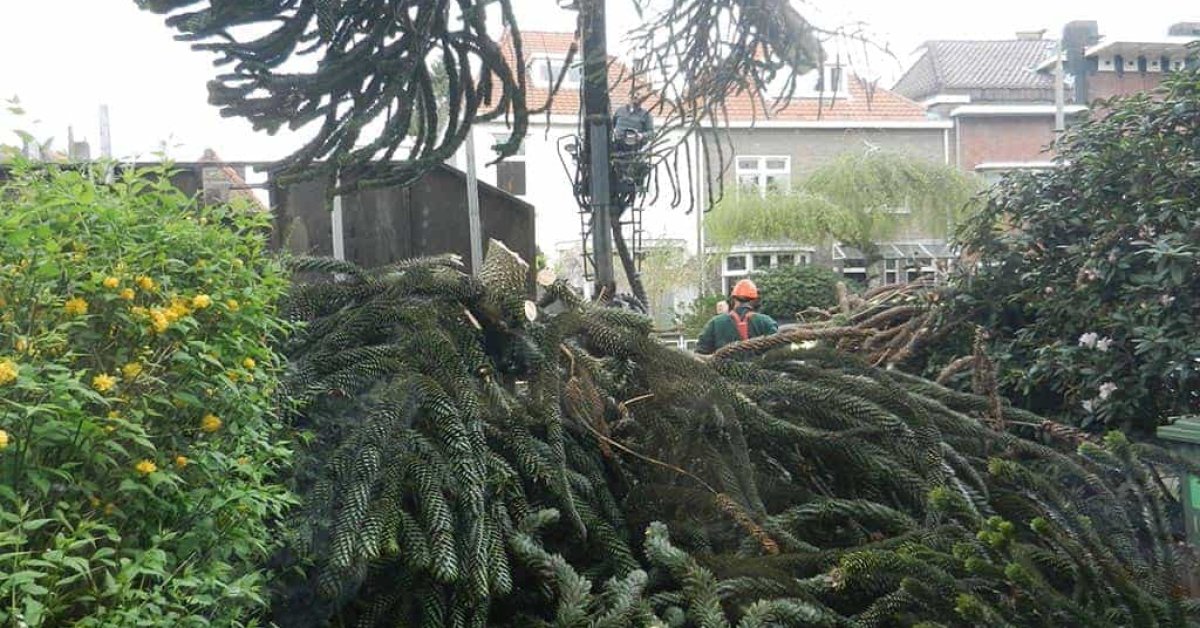 Boom Verwijderen Boom Kappen Stronken Frezen - A Van Spelde Hoveniers